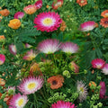 Live Mimosa Tree Plant – Albizia julibrissin – Persian Silk Tree – Fast Growing Flowering Shade Tree for Gardens and Landscapes