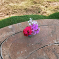 Mixed Color Ivy Geranium Cuttings – 10 Unrooted Pelargonium peltatum Trailing Plants for Hanging Baskets and Containers