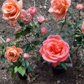 Tropicana Hybrid Tea Rose Plant – Vibrant Orange Blooms, Fragrant Garden Rose, 3 Gallon Rosa hybrid