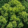 Lady’s Mantle Seeds - Alchemilla mollis Perennial Flower Seeds for Cottage Gardens, Pollinator Gardens, Chartreuse Blooms