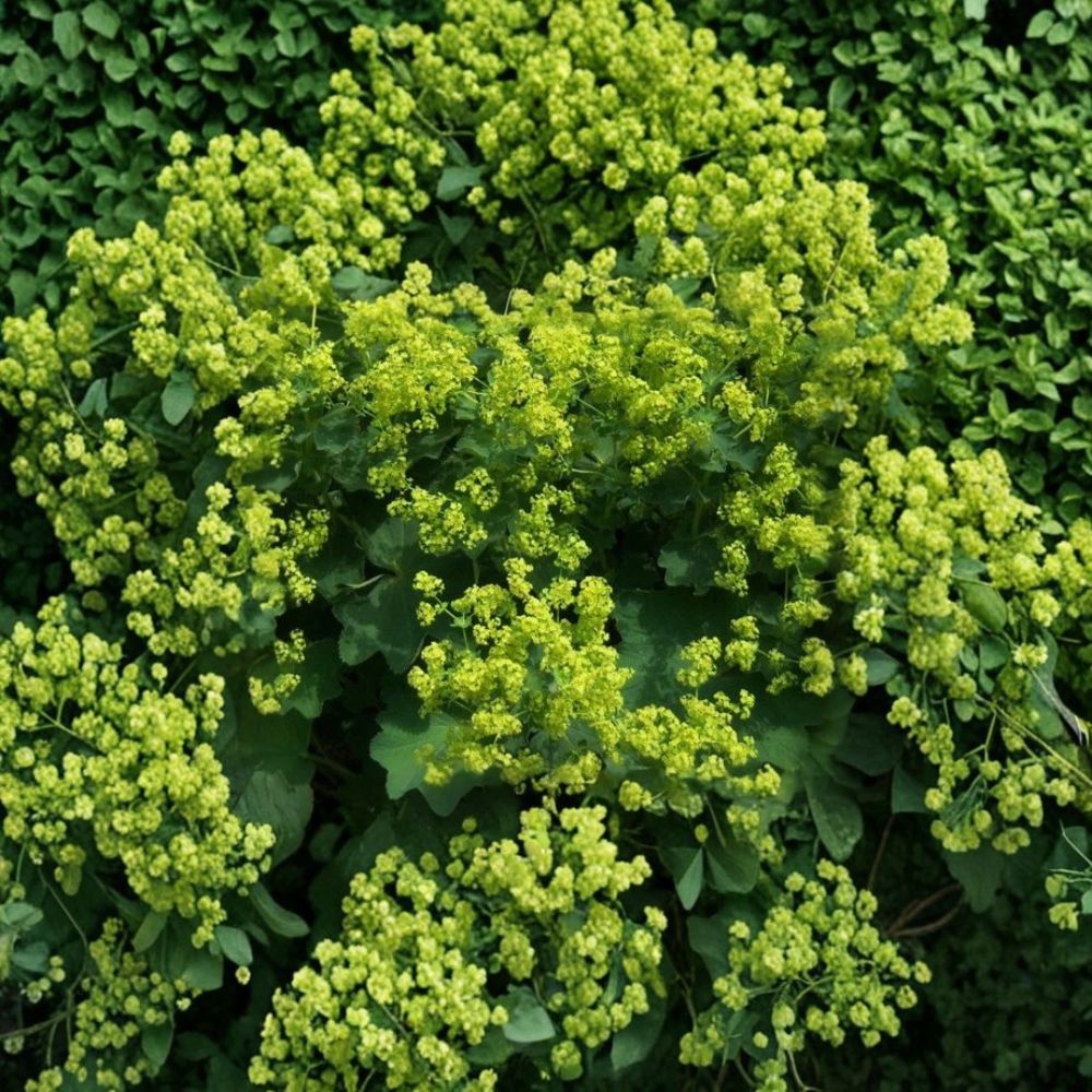 Lady’s Mantle Seeds - Alchemilla mollis Perennial Flower Seeds for Cottage Gardens, Pollinator Gardens, Chartreuse Blooms