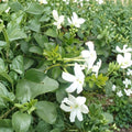 Common Jasmine Live Plants Set of 2 | Fragrant Climbing Vine in 3.5-Inch Pots | Jasminum officinale | Poet’s Jasmine