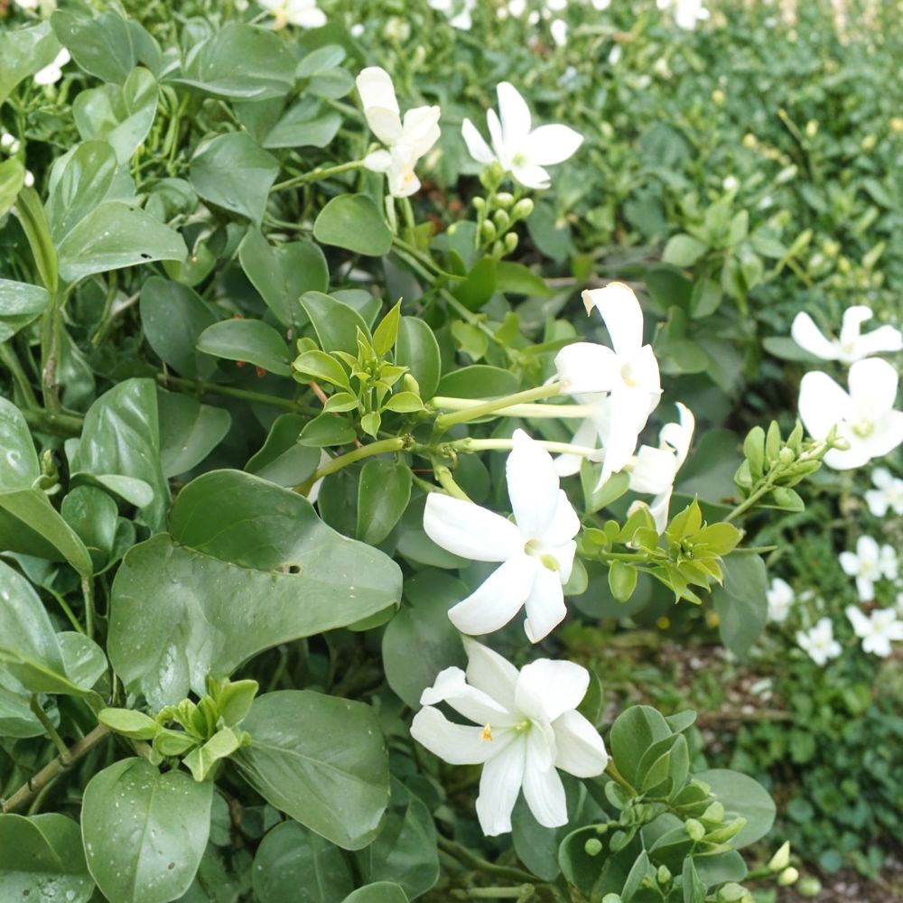 Common Jasmine Live Plants Set of 2 | Fragrant Climbing Vine in 3.5-Inch Pots | Jasminum officinale | Poet’s Jasmine
