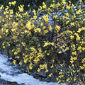 Carolina Jasmine Plant Set of 7 Live Bare Root Vines | Yellow Jessamine Climbing Plants | Gelsemium sempervirens