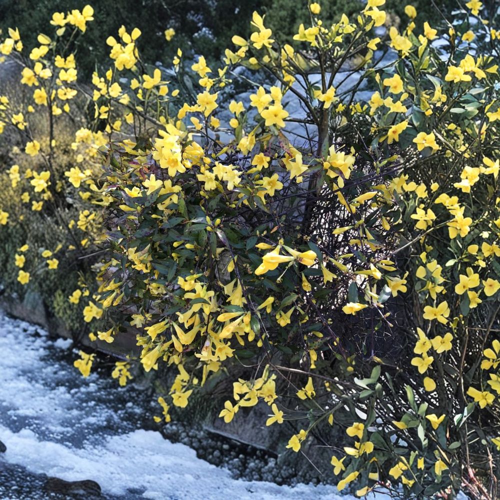Carolina Jasmine Plant Set of 7 Live Bare Root Vines | Yellow Jessamine Climbing Plants | Gelsemium sempervirens