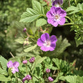 Wild Geranium Bare Root Plants – 2 Pink-Purple Cranesbill Perennials for Shade Gardens | Geranium maculatum