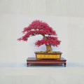 Loropetalum Chinese Fringe Flower Live Plant | Red Pink Foliage Evergreen Shrub | Bonsai & Hedge Ready | Ornamental Garden Plant