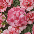 Mavericks Bicolor Geranium Seeds – Pink & White Pelargonium Annual for Pots, Garden & Hanging Baskets