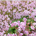 Hanne Geranium Seeds – 25+ Pelargonium Flower Seeds for Gardens, Containers & Baskets | Vibrant Blooms & Easy Care