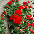Red Geranium Cuttings – 20 Unrooted Pelargonium spp. for Garden & Patio, Vibrant Red Blooms, Easy to Root, Container & Balcony Gardening
