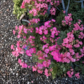 Hot Pink Ivy Geranium Cuttings – 12 Organic Pelargonium Trailing Flowering Plants for Hanging Baskets & Patio