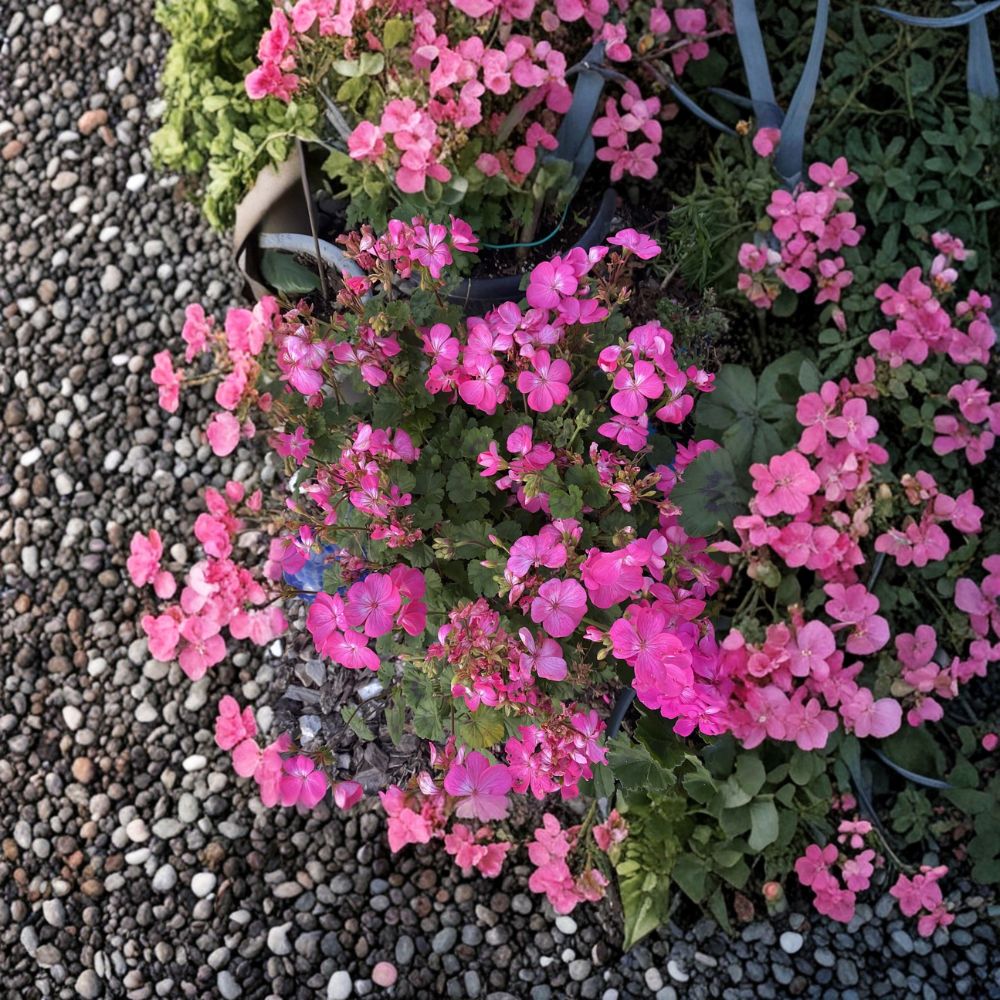Hot Pink Ivy Geranium Cuttings – 12 Organic Pelargonium Trailing Flowering Plants for Hanging Baskets & Patio