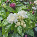 Arabian Jasmine Seeds – Jasminum sambac, White Fragrant Flowers, Indoor Outdoor Bonsai Plant, 10 Seeds