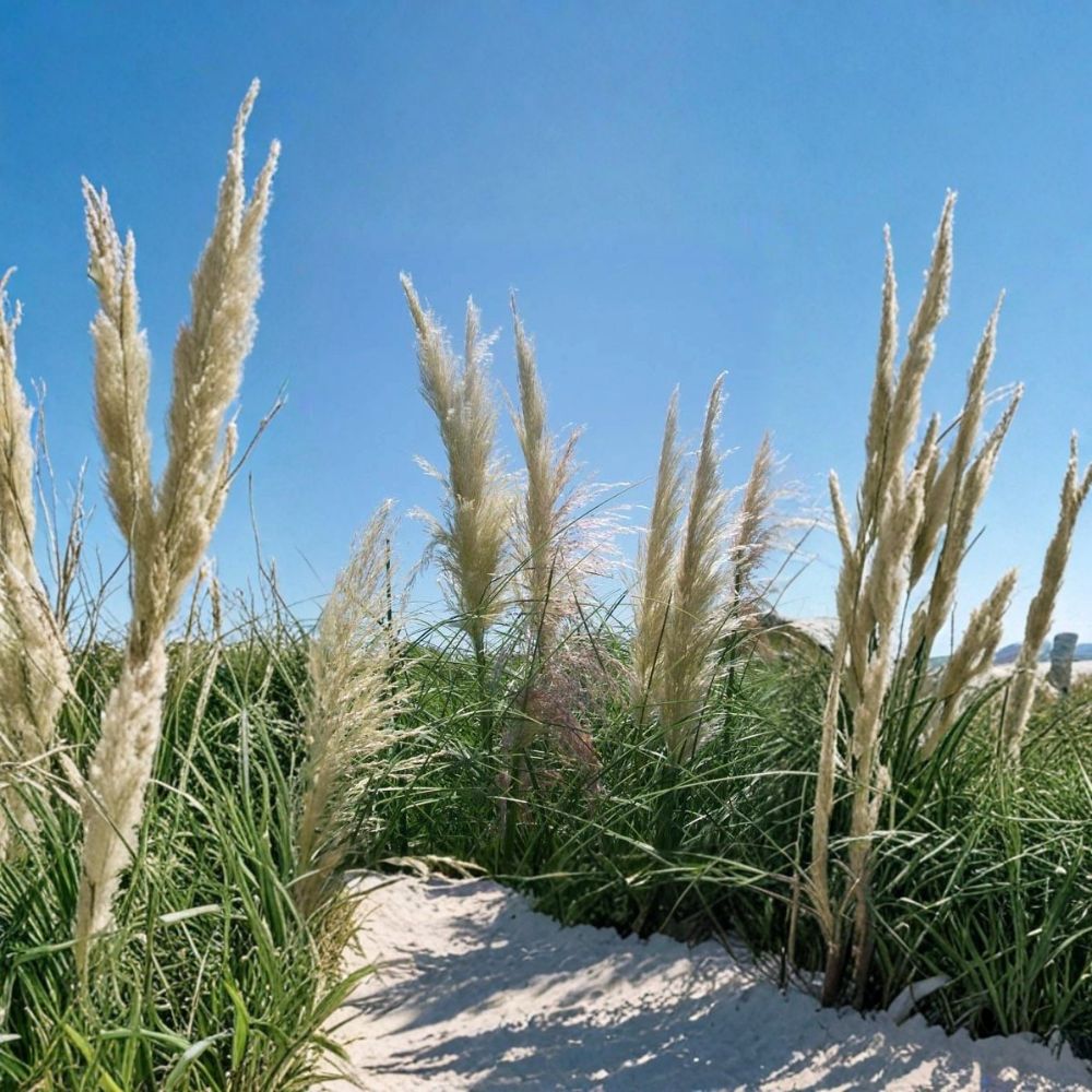 White Pampas Grass Live Plant – 1 Gallon Ornamental Cortaderia selloana for Landscape, Privacy, Focal Point