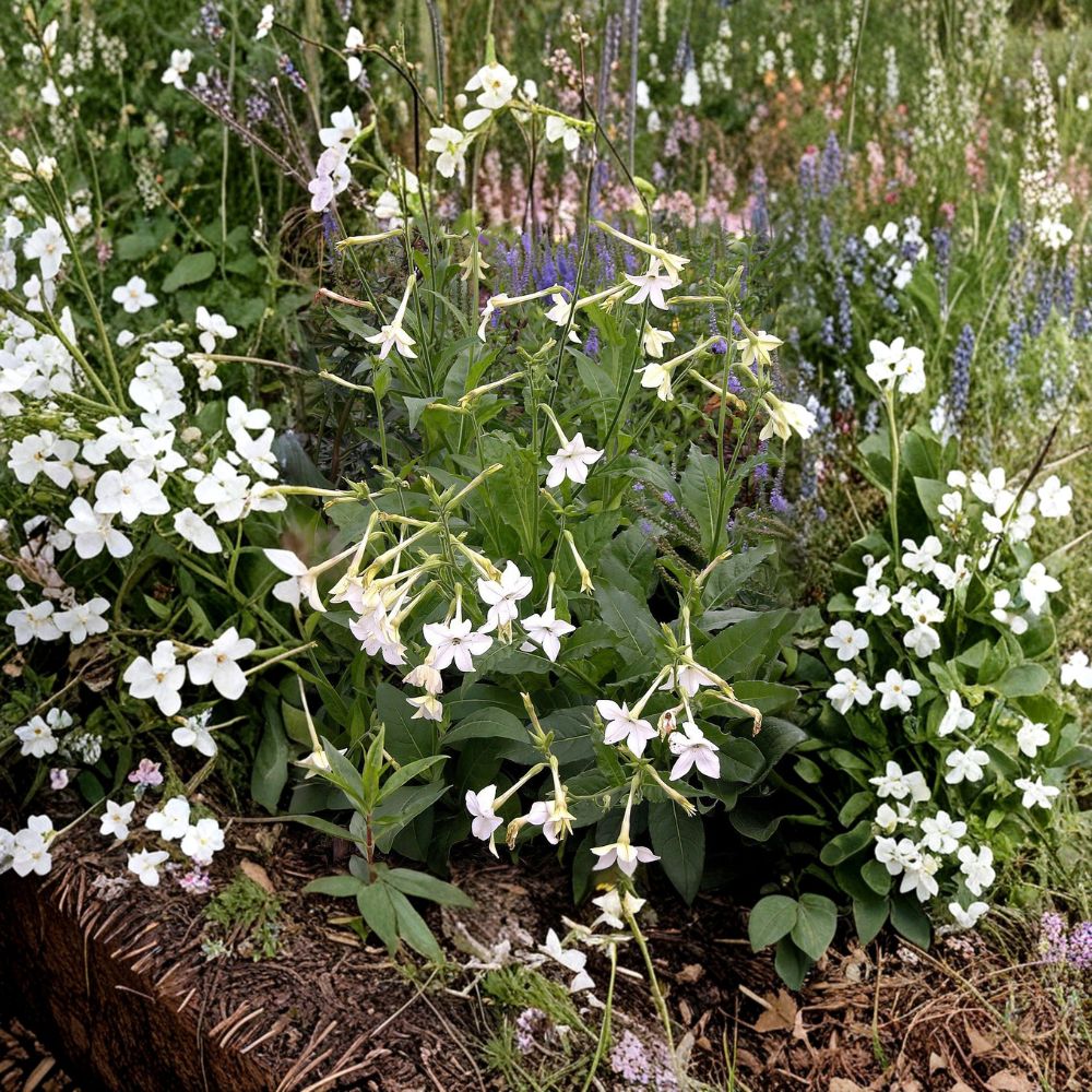 Nicotiana alata Seeds 2000+ | Jasmine Tobacco Night Blooming Fragrant Pollinator Plant Bulk Garden Seeds