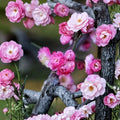 Peach Pink Ume Tree Live Plant, Prunus mume, Double Fragrant Blossoms, Ornamental Flowering Apricot, Early Spring Bloom