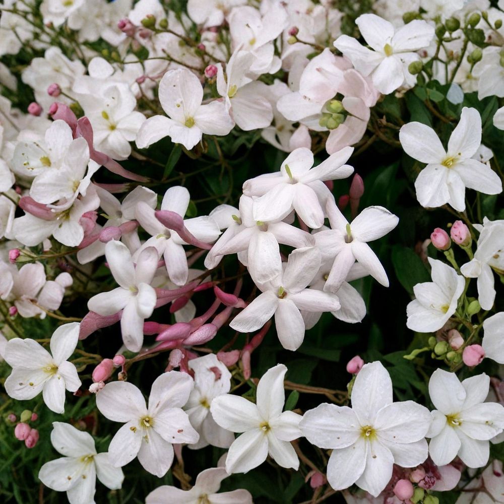 Pink Jasmine Vine Plant Starter | Fragrant White Blooms | Jasminum polyanthum | Indoor Outdoor Climber