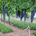 Pinot Noir Grape Vine Live Plant – Vitis vinifera Red Wine Grape, Self-Fertile, Fast Growing Fruit Vine