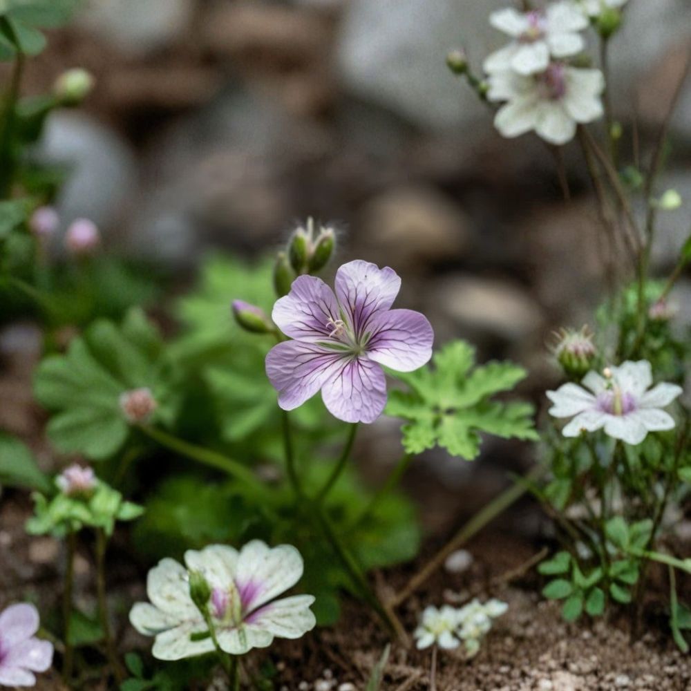 Wild Geranium Roots – Geranium maculatum, 10 Bare Roots, Pink Purple Woodland Flowers, Shade Garden Perennial