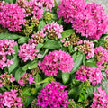Graffiti Violet Geranium Seeds – Pelargonium Flower Seeds, 25+ Premium Violet Blooms, Container & Garden Friendly