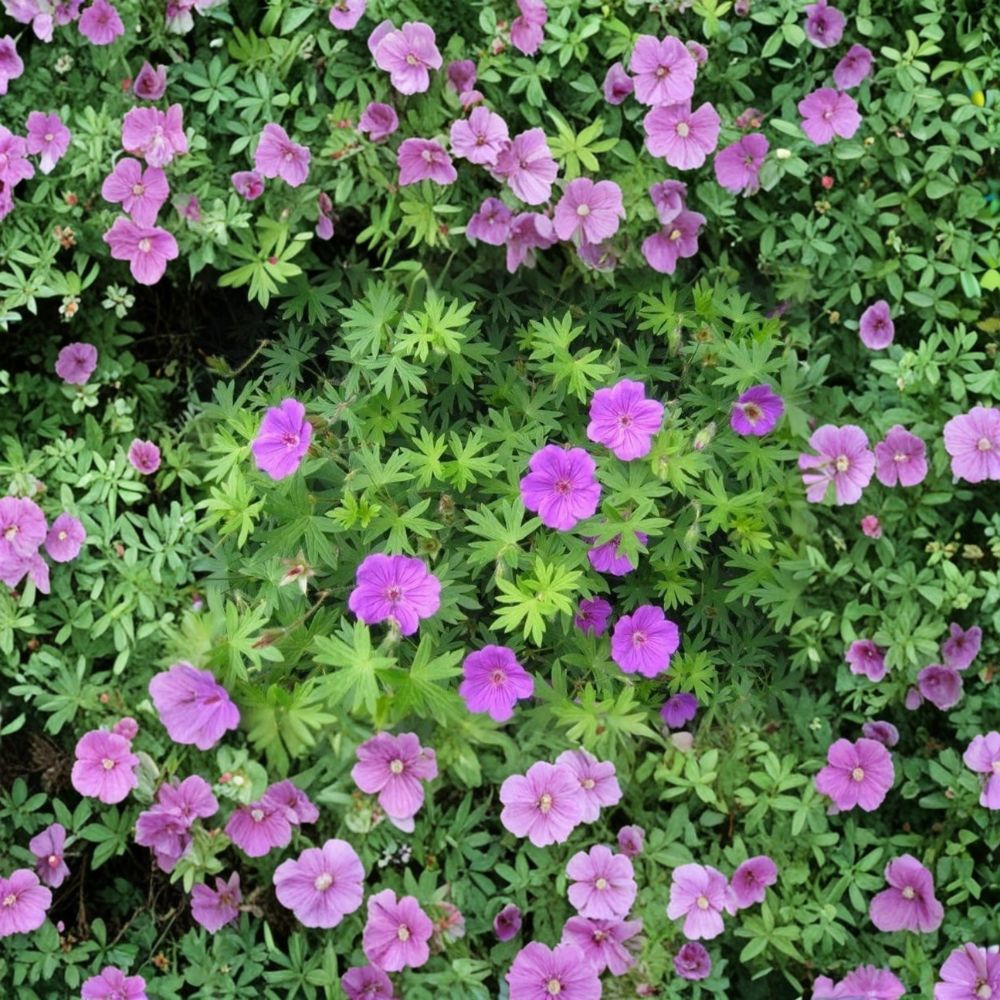 Wild Geranium Bare Roots – 30 Organic Cranesbill Geranium maculatum Native Perennial Flowers for Shade Gardens