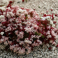 Pink Jasmine Live Starter Plant | Rooted in Pot | Fragrant Climbing Vine | Jasminum polyanthum Indoor Outdoor