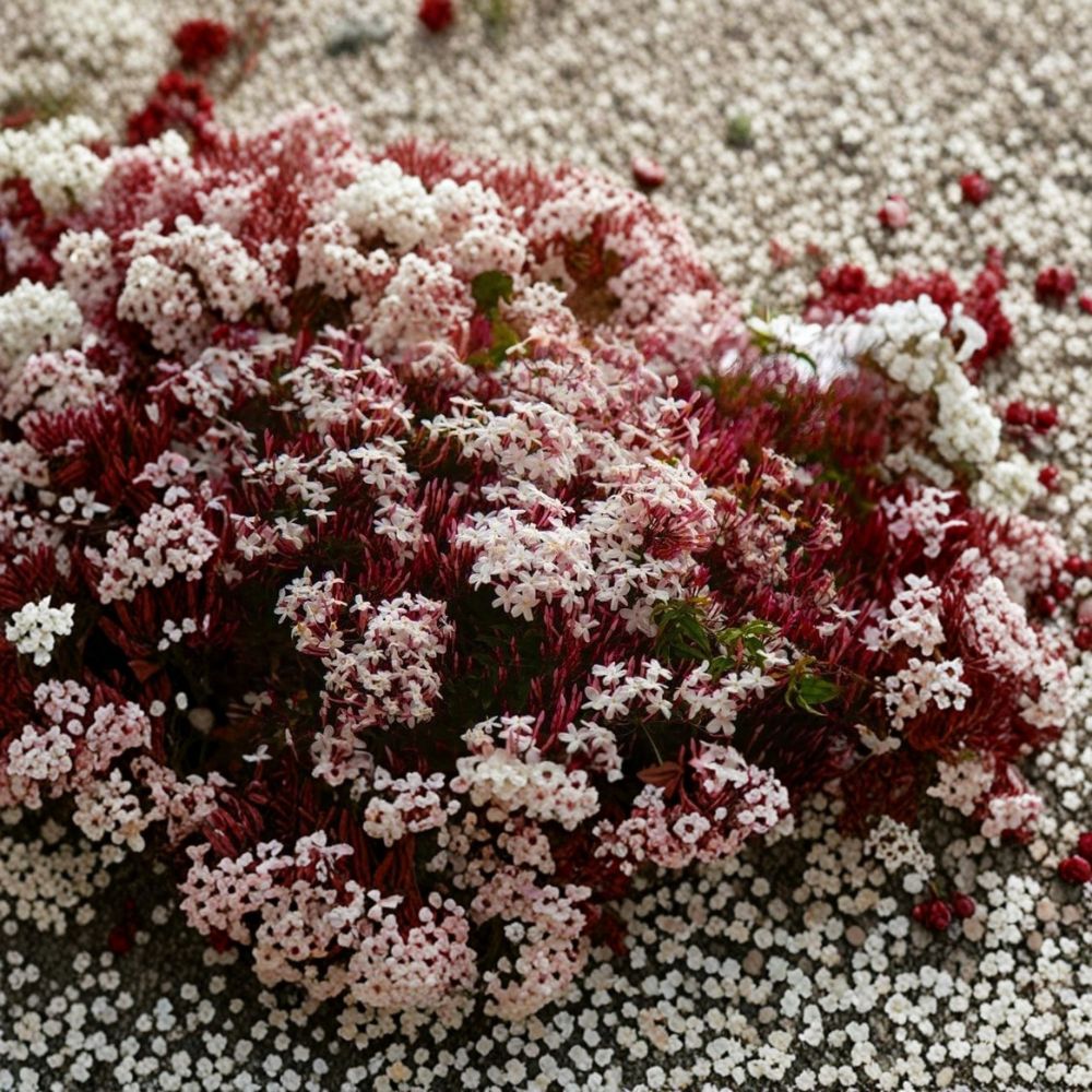 Pink Jasmine Live Starter Plant | Rooted in Pot | Fragrant Climbing Vine | Jasminum polyanthum Indoor Outdoor
