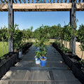 Sun Prince Peach Tree Live Plant – 4–6 Feet Tall, Freestone Juicy Peaches, Cold Hardy, Self-Pollinating Prunus persica