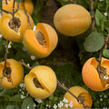 Brittany Gold Apricot Tree – Bare Root, Self-Fertile, Late Season Sweet Apricot, Prunus armeniaca, 3 Feet Tall