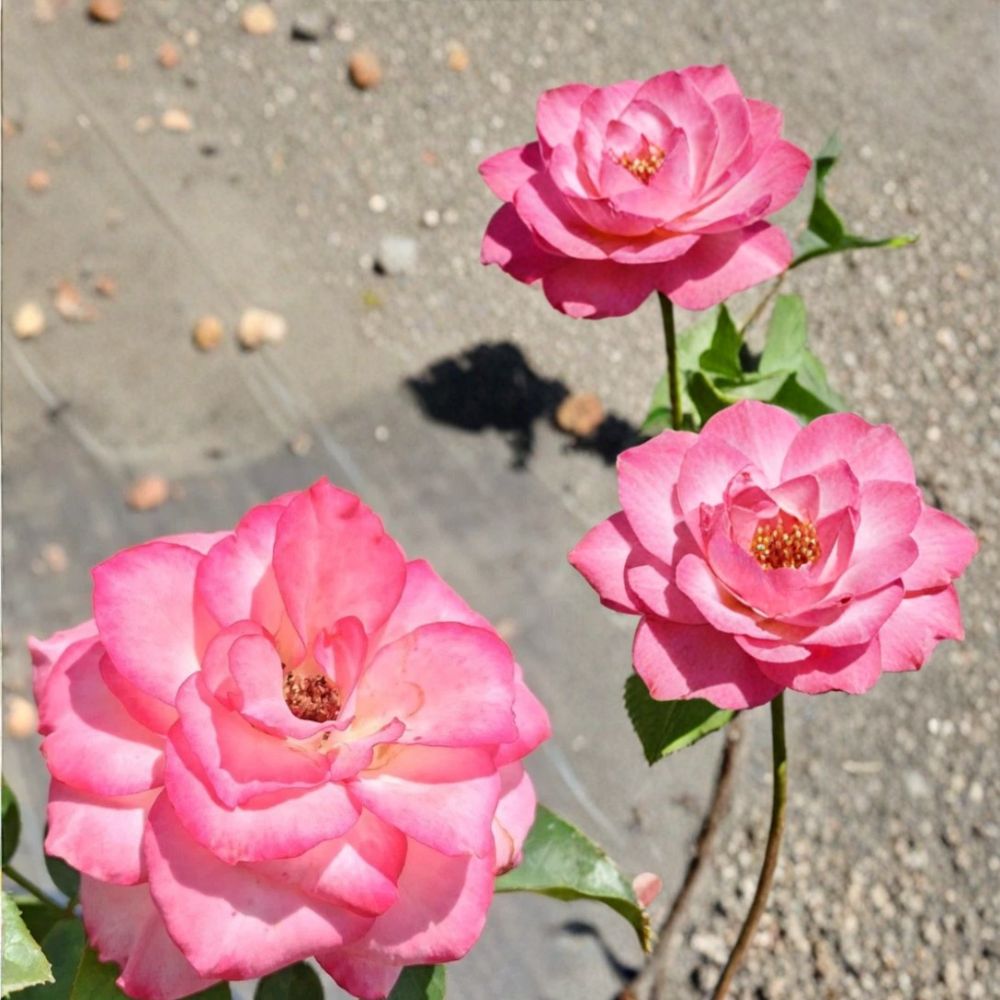 Nicole Everblooming Floribunda Rose Plant – 2 Gallon White & Pink Blooming Shrub Rosa hybrid for Garden, Border & Landscape