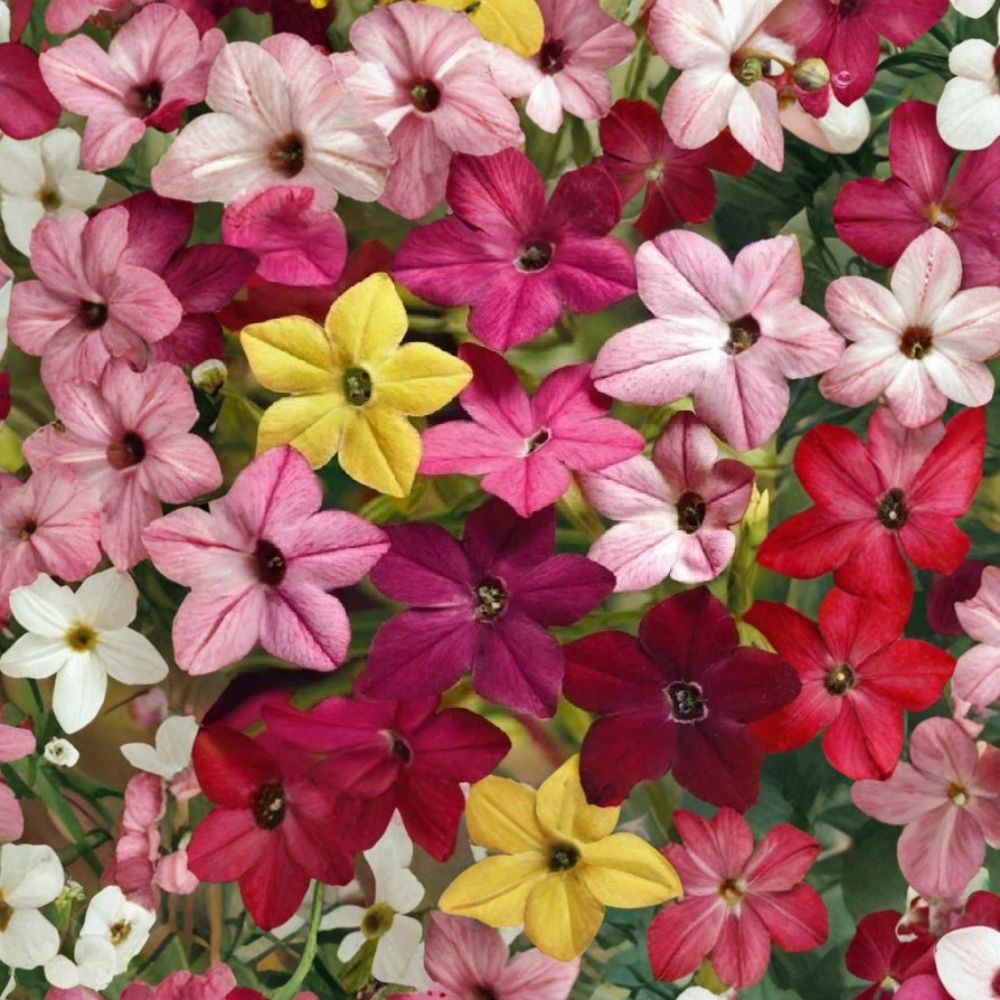 Jasmine Tobacco Seeds – Nicotiana alata Sensation Mix, Fragrant Evening Flowers, Colorful Garden Blooms, 5,000+ Seeds