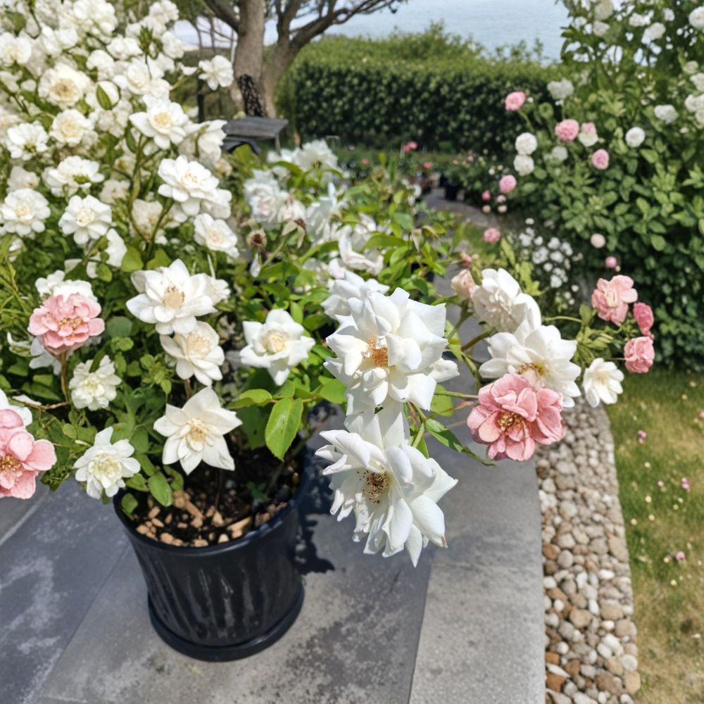 Iceberg Floribunda Rose Live Plant – 2 Gallon White Rose Shrub – Rosa Hybrid – Repeat Bloomer, Easy to Grow, Garden, Landscape