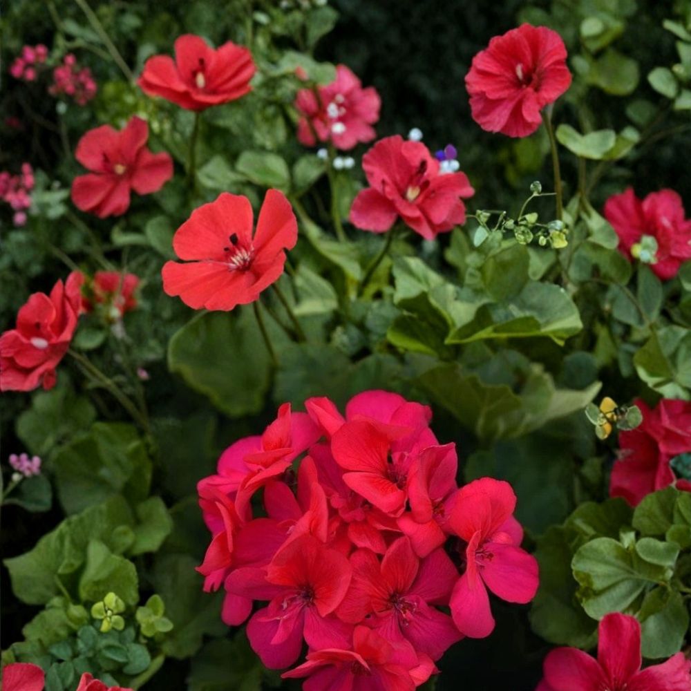 Presto Dark Fuchsia Geranium Seeds – 25+ Pelargonium spp. Flower Seeds for Garden, Patio & Balcony Containers
