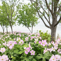 Beth Chatto Geranium Seeds – Pelargonium Flower Seeds for Containers, Baskets & Garden Borders, Vibrant Annual