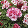 Horizon New Star Geranium Seeds – F1 Hybrid Pelargonium for Containers, Patio & Garden, 15 Seeds