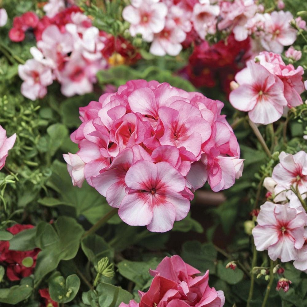 Horizon New Star Geranium Seeds – F1 Hybrid Pelargonium for Containers, Patio & Garden, 15 Seeds