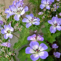 Buxton’s Blue Geranium Seeds – Hardy Perennial Flower Seeds for Borders, Cottage Gardens & Pollinator Gardens | Geranium spp.
