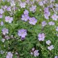 Wild Geranium Bare Roots – Geranium maculatum Native Woodland Perennial for Shade Gardens, 10 Plants