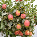 Apple Babe Dwarf Apple Tree, Bare Root, Red Crisp Apples, Malus domestica, Compact 8-10 ft, M111 Rootstock, Heat Tolerant