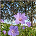 Irish Blue Geranium Seeds – 25+ Premium Pelargonium spp. for Containers & Gardens, Vibrant Blue Blooms