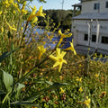 Winter Jasmine Live Plant, Rooted Cutting, Yellow Flowers, Cold Hardy Shrub, Jasminum nudiflorum