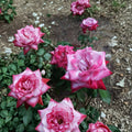 Hybrid Tea Rose Plant 1 Gallon Lavender Pink Magenta Fragrant Rosa 'Paradise'