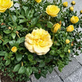 Julia Child Floribunda Rose – 5 Gallon Butter-Gold Fragrant Rose with AARS Award Winner Rosa hybrid