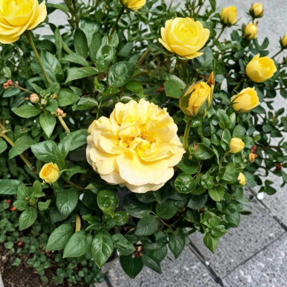Julia Child Floribunda Rose – 5 Gallon Butter-Gold Fragrant Rose with AARS Award Winner Rosa hybrid