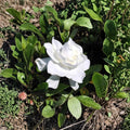 Gardenia Live Plants – 2 Rooted Starter Bushes, Fragrant White Flowers, Evergreen Shrubs, Gardenia jasminoides