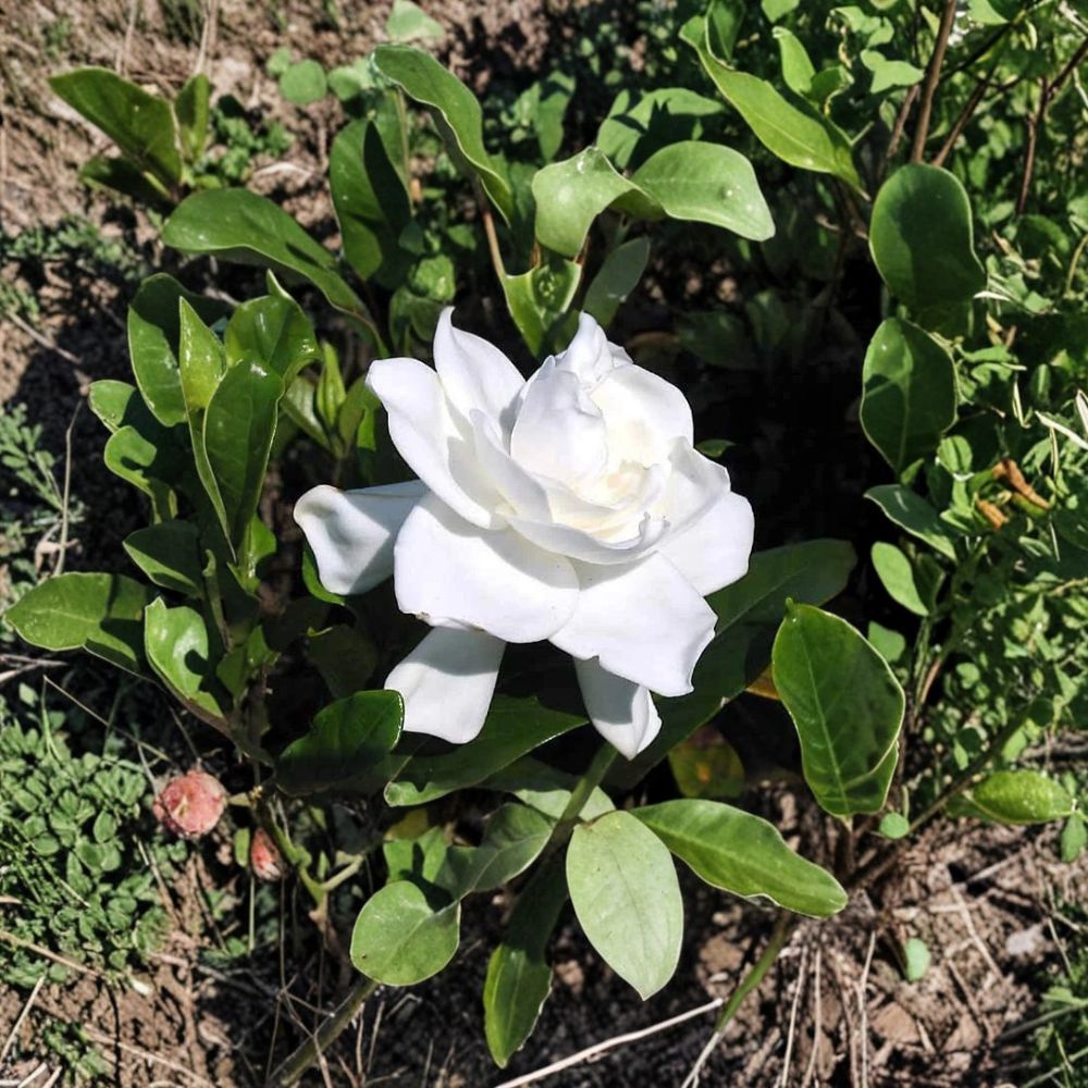 Gardenia Live Plants – 2 Rooted Starter Bushes, Fragrant White Flowers, Evergreen Shrubs, Gardenia jasminoides