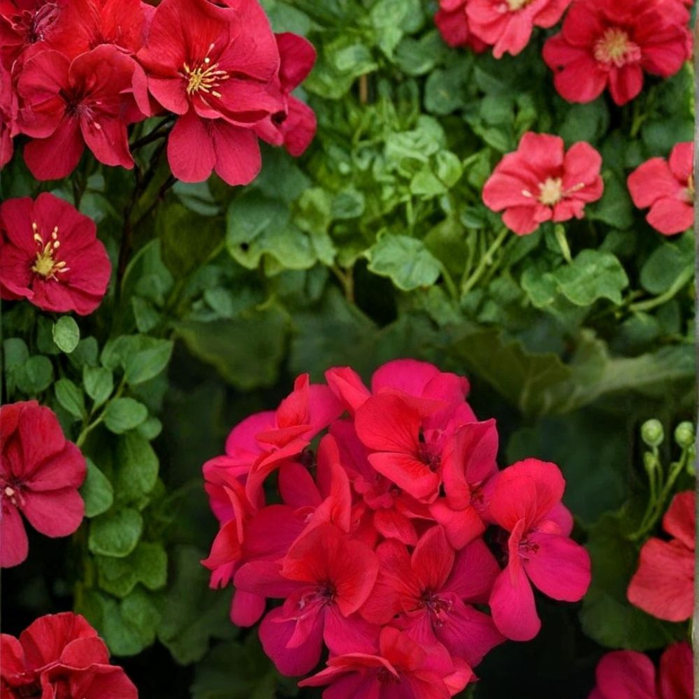 Presto Dark Fuchsia Geranium Seeds – Pelargonium Flower Seeds for Bright Garden & Patio Blooms, 25+ Seeds