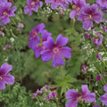 Geranium pratense Painter’s Palette Mix Flower Seeds – Mixed Colors, Pollinator Friendly, Easy to Grow Perennial