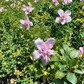 Double Pink Rose of Sharon Plant | 1 Gallon Hibiscus syriacus Flowering Shrub | Hardy, Butterfly Attracting, Easy Care