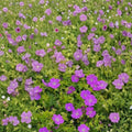 New Hampshire Purple Geranium Seeds – 25+ Premium Pelargonium spp. for Patio & Balcony Gardens, Vibrant Purple Blooms